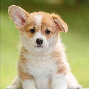 Meet your Posher, Skylee